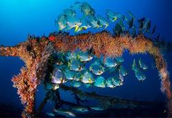 Diving Holiday - Puerto Galera, Philippines.